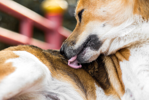 ¿Cuáles son las razas de perros más limpias?