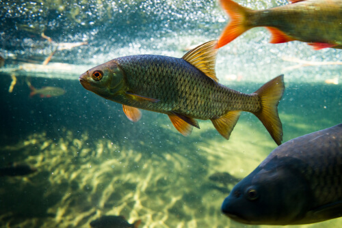 Reproducción de la carpa y los peces de estanque