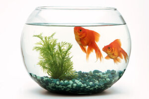 ¿Cómo es la reproducción del acuario?