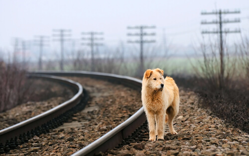 7 cosas a considerar al rescatar a un gato o un perro