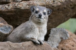 Los rock hyrax de roca son los acróbatas de patas ágiles
