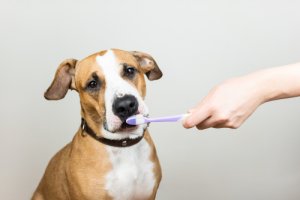 La importancia de la salud dental de las mascotas