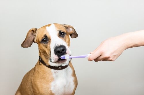 La importancia de la salud dental de las mascotas