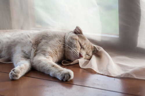 ¿Cuándo debes preocuparte por un gato que ronca?