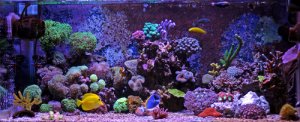 El sustrato ideal para tu acuario, ¿grava o arena?