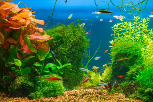 Sustrato para acuarios con plantas