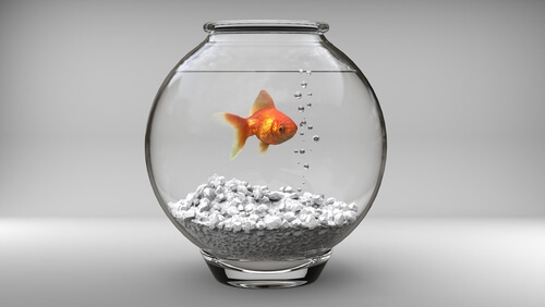 Sustrato para acuarios de peces