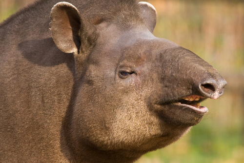 Tapir brasileño, un pariente del rinoceronte
