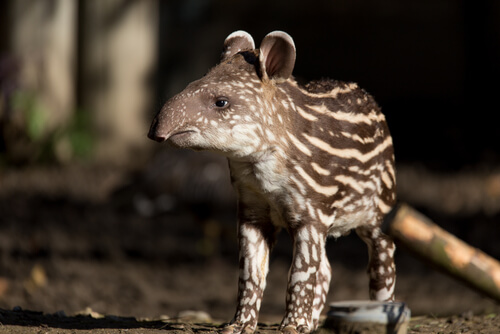 Tapir sudamericano (Tapirus terrestris)