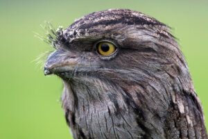 Tawny frogmouth: todo lo que debes saber