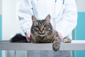 Las técnicas quiroprácticas más comunes para tu gato