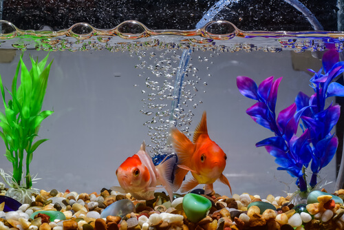 Temperatura del agua del acuario