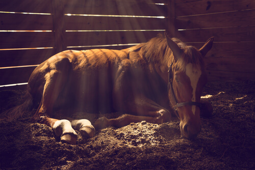 A horse with colic might lie down or roll.