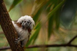 La conservación del tití cabeciblanco