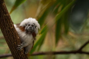 La conservación del tití cabeciblanco