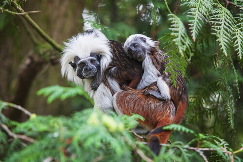 Tití cabeciblanco en vía de extinción