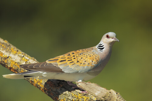The European turtle dove is the smallest and rarest of all the doves and pigeons in Spain.