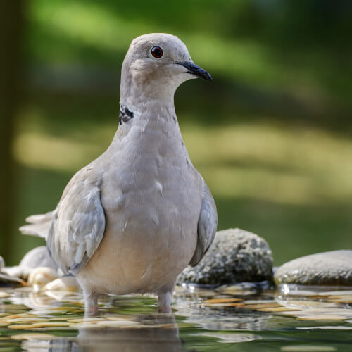 The Eurasian collared dove.