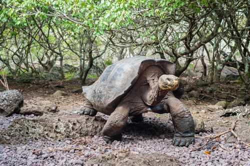 Tortuga gigante de las islas Galápagos