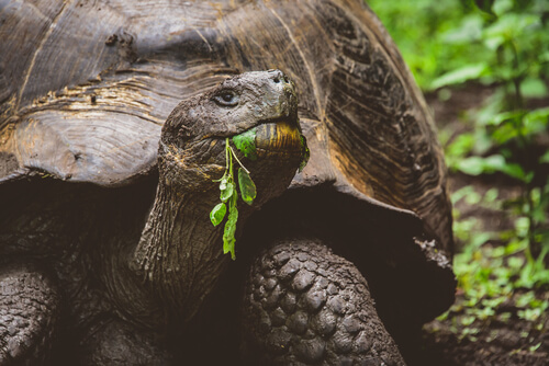 La tortuga gigante de las islas Galápagos