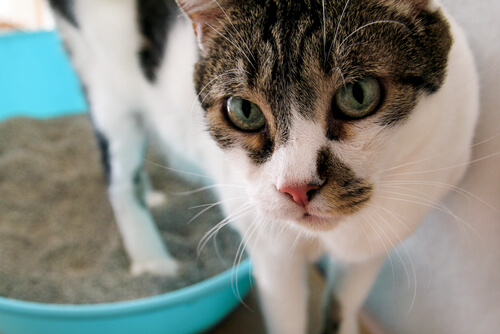 ¿Cuáles son los trastornos urinarios en los gatos?