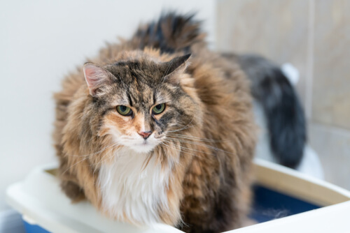 Trastornos urinarios en gatos: síntomas