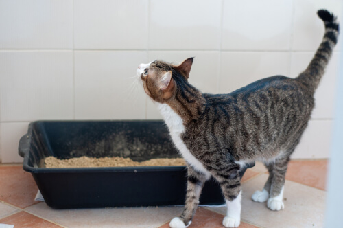 Trastornos urinarios en gatos: tratamiento