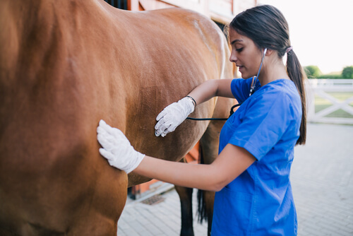 A vet examines a horse.