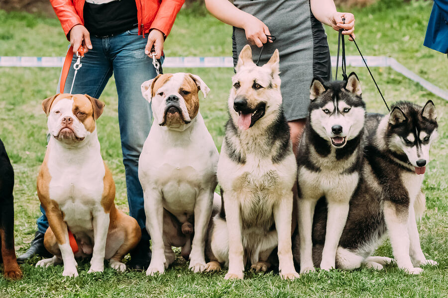Varias razas de perros