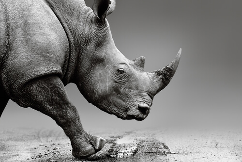 Inyectan veneno en los cuernos de rinoceronte