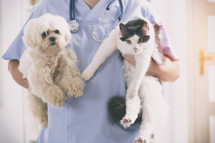 La consulta veterinaria debe realizarse periódicamente.