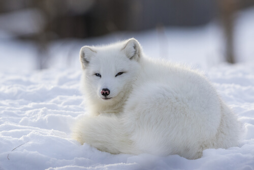 El zorro ártico: un animal social y territorial