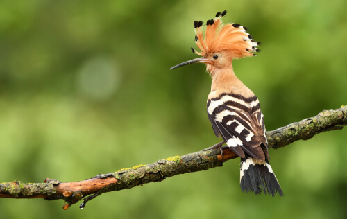 Abubilla: aves más curiosas
