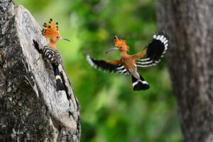 Algunas de las aves más curiosas del mundo