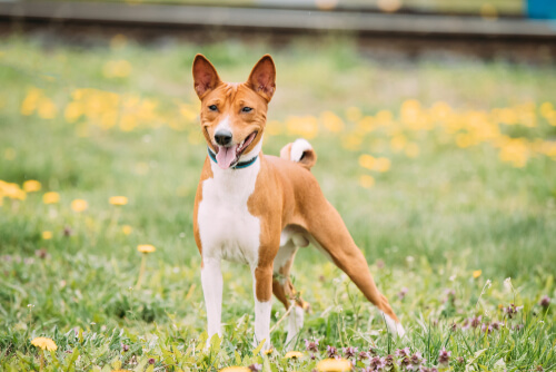 Adiestramiento de la raza basenji, ¿cómo comenzar?