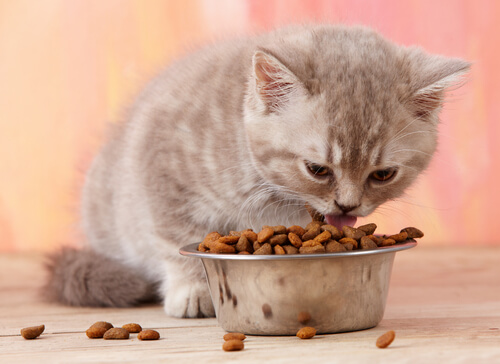 Alimentación sólida del gato bebé