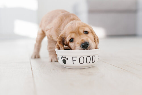 6 consejos para alimentar a un cachorro