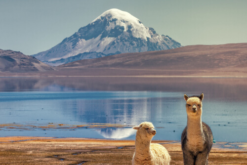 Alpaca: alimentación