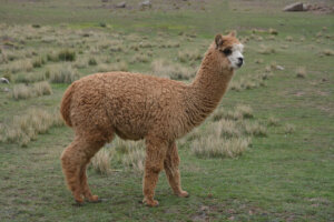 La alpaca: alimentación y domesticación