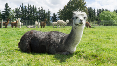 Alpaca doméstica
