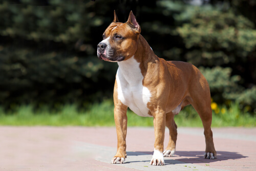 American staffordshire terrier: características