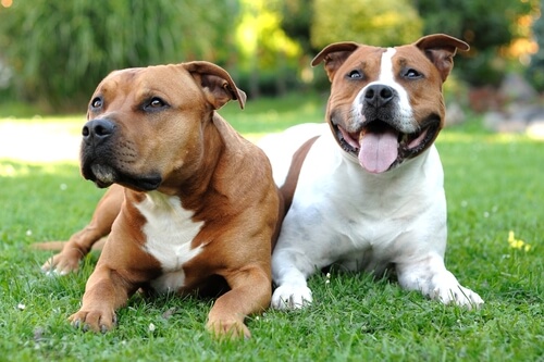 American staffordshire terrier: comportamiento