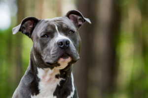 Todo sobre el american staffordshire terrier