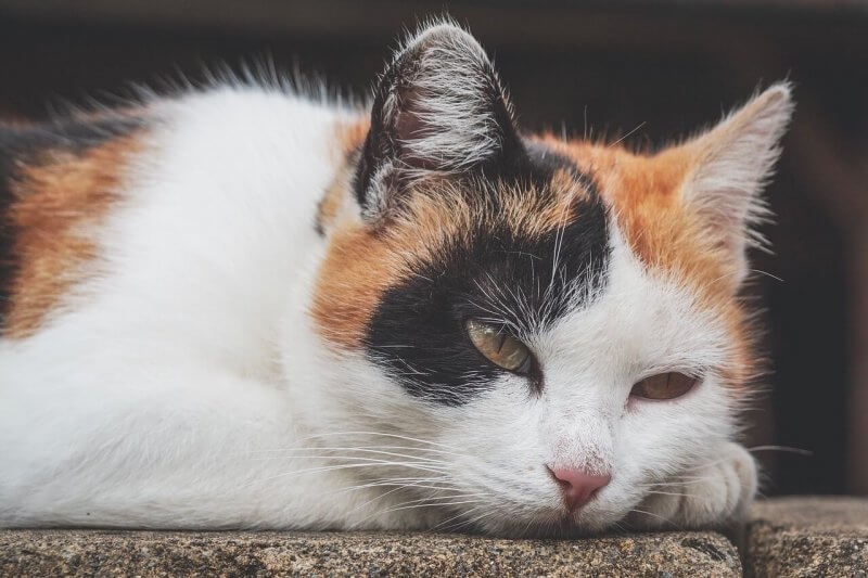 Anemia en gatos: cómo detectarla, entenderla y tratarla