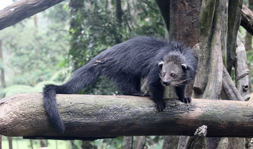 Animales con cola prensil: manturón