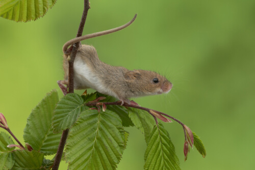 Animales con cola prensil: ratón espiguero