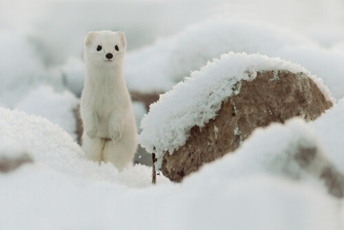 A stoat.