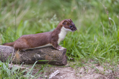 A stoat.