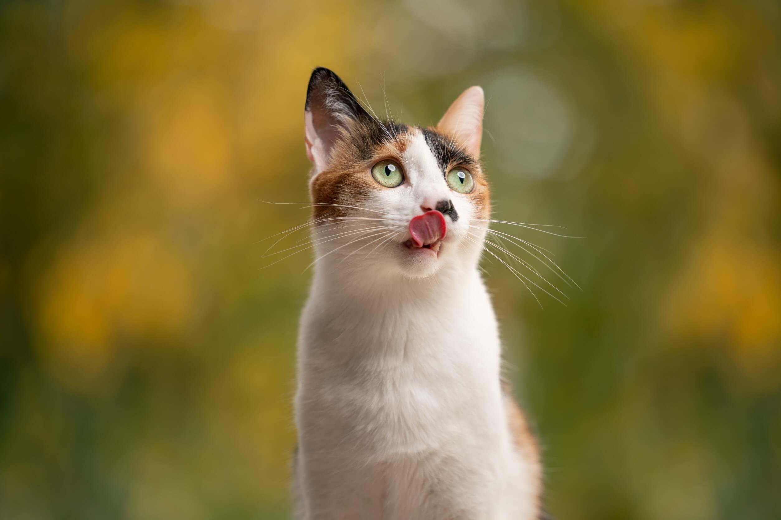 Babeo en gatos