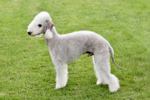 Bedlington terrier: características y carácter